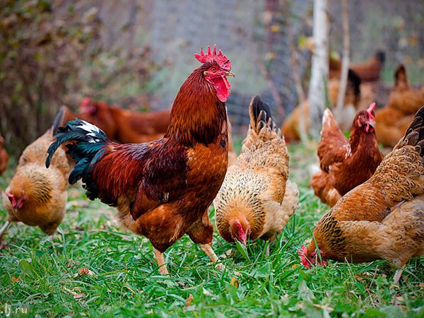 Породы куриц | ЗооТом - продажа, вязка и услуги для животных в Шилово