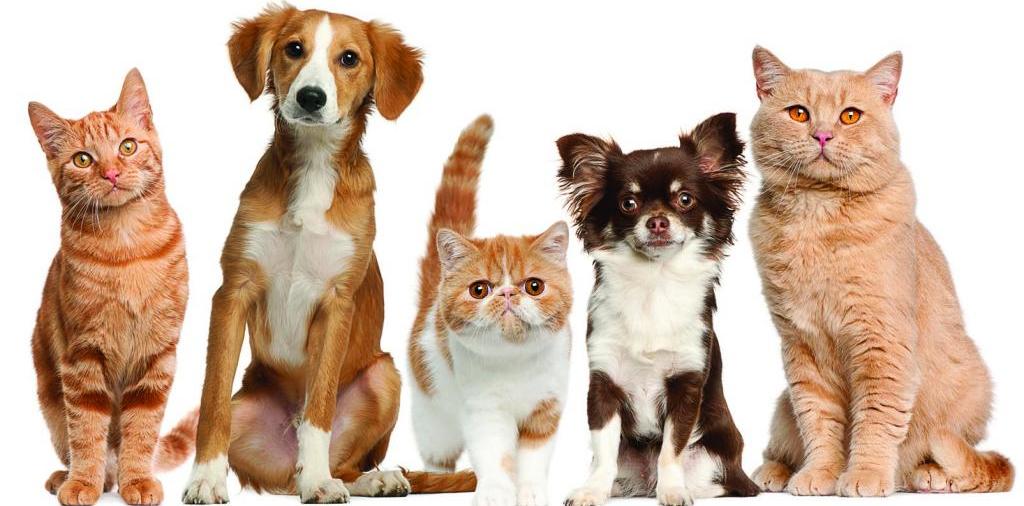 Доска объявлений о животных | ЗооТом - продажа, вязка и услуги для животных в Шилово