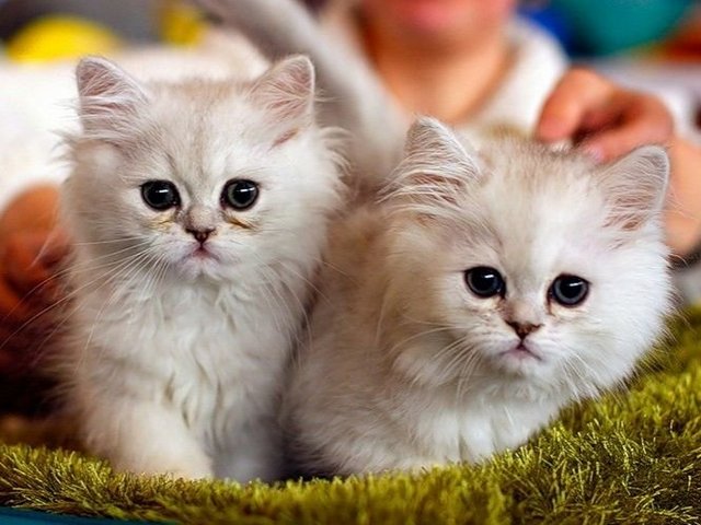 Породы кошек в Шилово | ЗооТом портал о животных