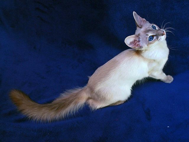 Выведенные породы кошек в Шилово | ЗооТом портал о животных