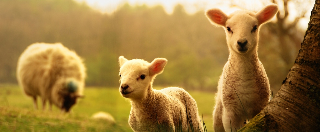 Объявления о сельскохозяйственных животных | ЗооТом - продажа, вязка и услуги для животных в Шилово