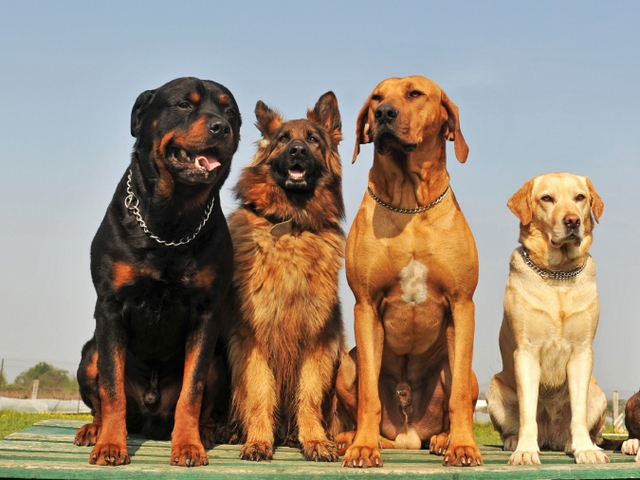 Крупные породы собак в Шилово | ЗооТом портал о животных