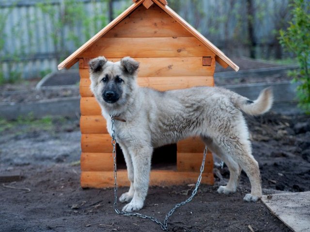 Все о собаках в Шилово Все о собаках в Шилово